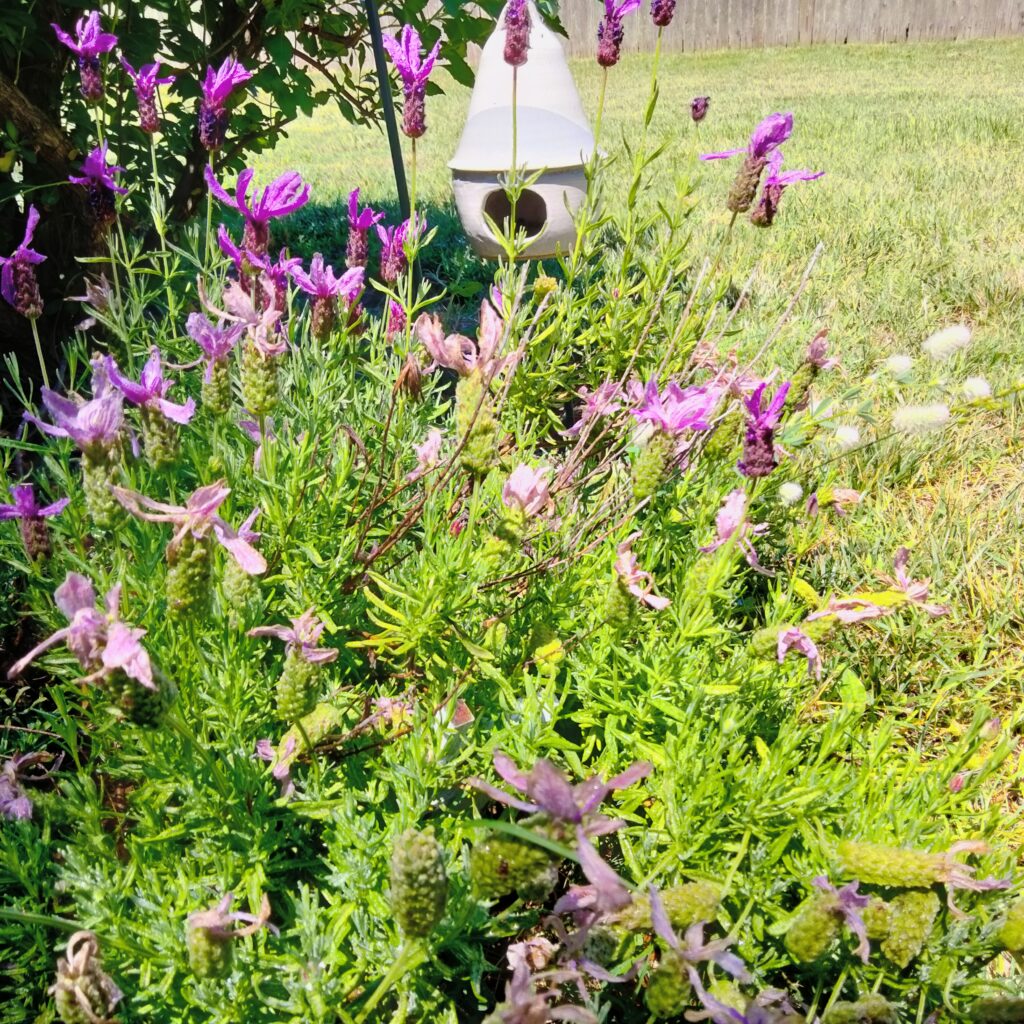small garden plot