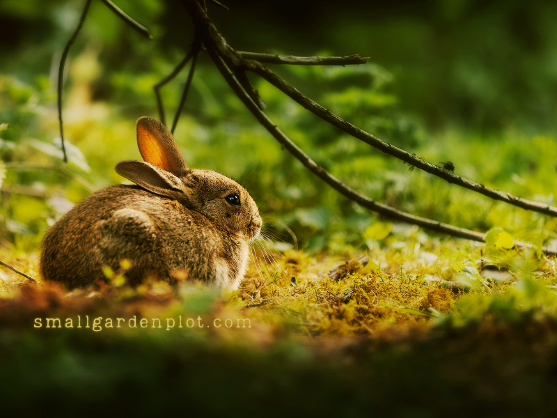 bunnies and bullfrogs