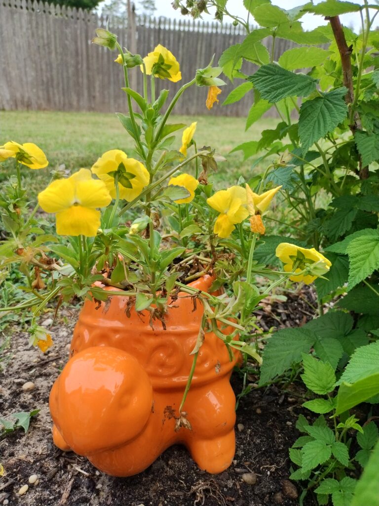 turtle pansies