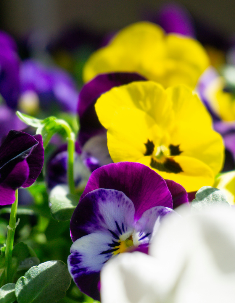 small garden plot
