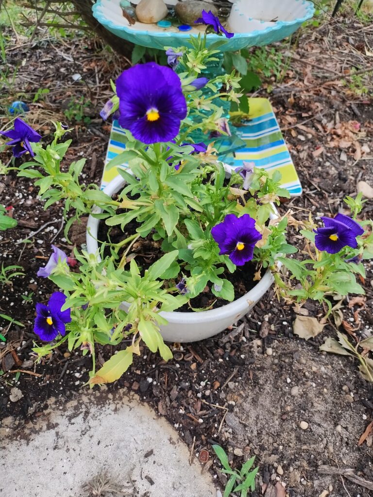 purple pansies