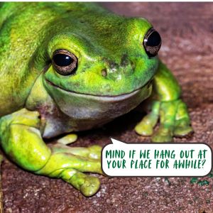 bunnies and bullfrogs in south jersey