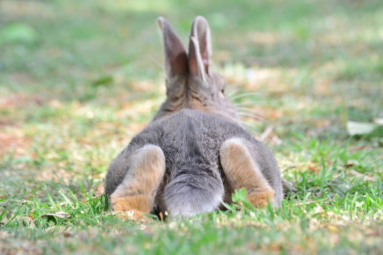 Bunnies and Bullfrogs (Share the Garden)